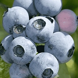 Голубика высокорослая Bonifacy