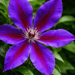 Клематис Wildfire