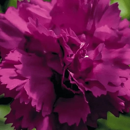 Гвоздика садовая Code Purple Dark Center