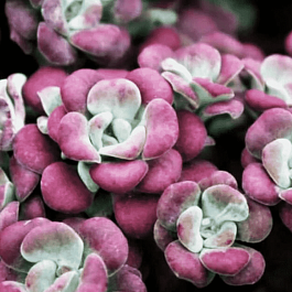 Очиток лопатчатолистный Atropurpurea