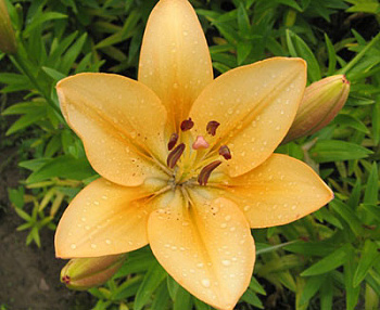 Лилия ЛА-гибрид Сэлмон Классик