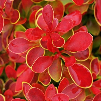 Барбарис Тунберга Ориндж Санрайз