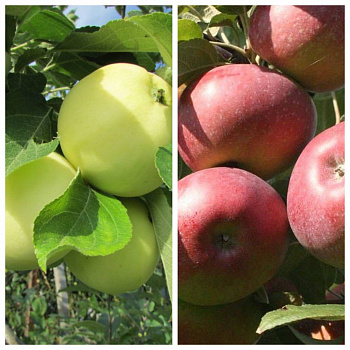 Дерево-сад (2-3х летка) яблоня 2 сорта Налив белый-Конфетное