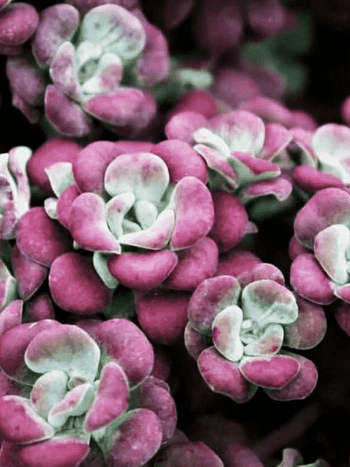 Очиток лопатчатолистный Atropurpurea