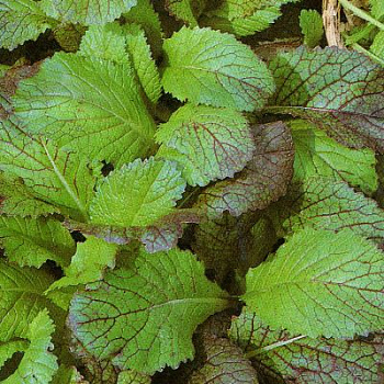 Горчица салатная Волнушка