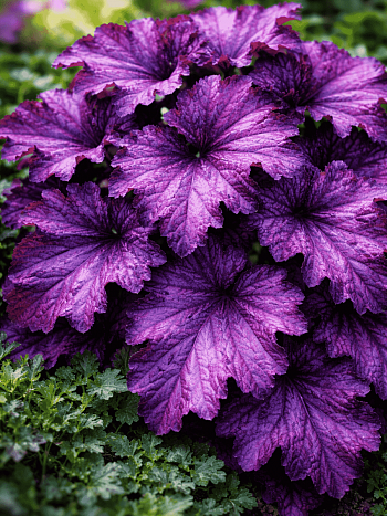 Гейхера Forever Purple