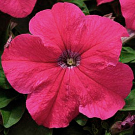 Петуния грандифлора Из Ридер Роуз