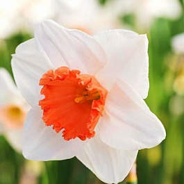 Нарцисс Крупнокорончатый Кул Флейм