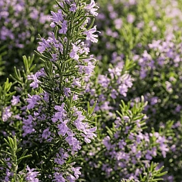 Розмарин лекарственный Majorca Pink