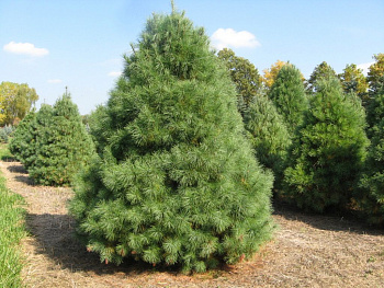 Сосна Веймутова