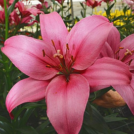 Лилия ЛА-гибрид Астилло