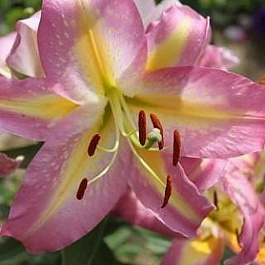 Лилия восточная Фокус Покус