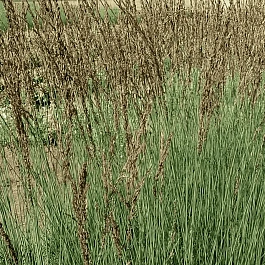 Молиния голубая JS Aha-Erlebnis