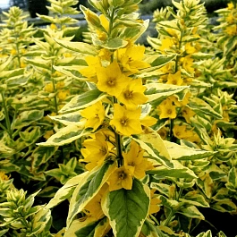 Вербейник точечный Golden Alexander