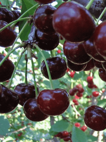 Дюк (Черевишня)  Спартанка