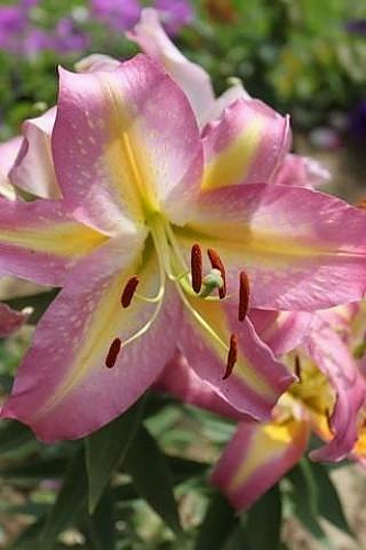 Лилия восточная Фокус Покус Лилия восточная Фокус Покус