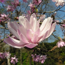 Магнолия звездчатая Розеа