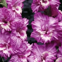 Гладиолус Tango