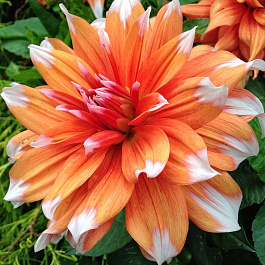 Георгина Полукактусовая Колор Спектакл