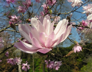 Магнолия звездчатая Розеа