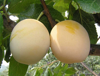 Слива Утро