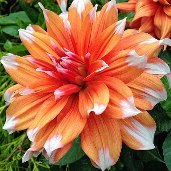 Георгина Полукактусовая Колор Спектакл Георгина Полукактусовая Колор Спектакл