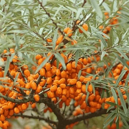 Облепиха Крушиновидная