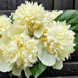 Пион ИТО Quitzin