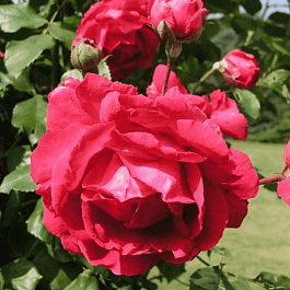 Роза Плетистая Paul's Scarlet