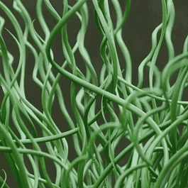 Ситник развесистый Spiralis