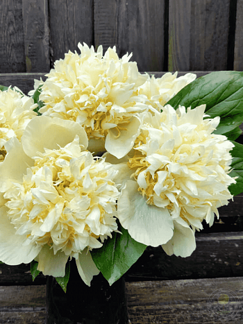 Пион ИТО Quitzin