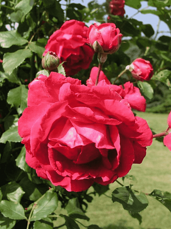 Роза Плетистая Paul's Scarlet