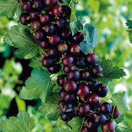 Йошта Крона