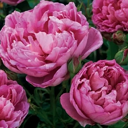 Роза Английская кустовая The Ingenious Mr. Fairchild