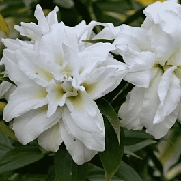 Лилия Roselily Samuela