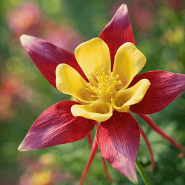 Аквилегия Rostern