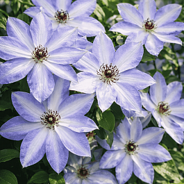 Клематис гибридный Ivan Olsson