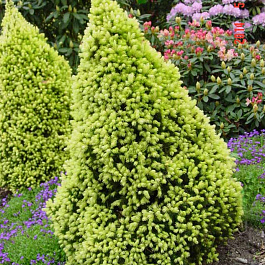 Ель канадская Рейнбоуз Енд