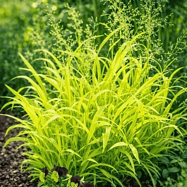 Бор развесистый Aureum