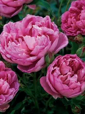 Роза Английская кустовая The Ingenious Mr. Fairchild