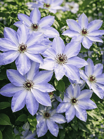 Клематис гибридный Ivan Olsson