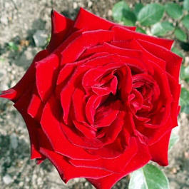 Роза чайно-гибридная Эрика Плюхар