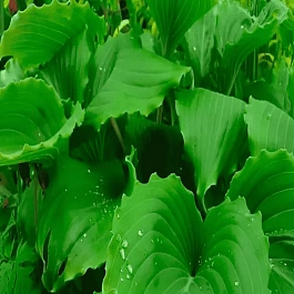 Хоста Elisabeth