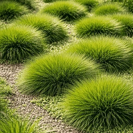 Овсяница Гаутера