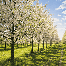 Вишня мелкопильчатая Sunset Boulevard