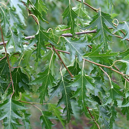 Береза повислая Лациниата