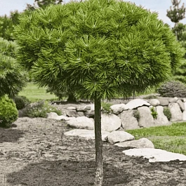Сосна горная Mops штамб