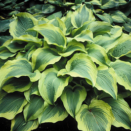 Хоста гибридная Атлантис