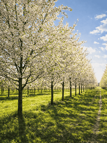 Вишня мелкопильчатая Sunset Boulevard