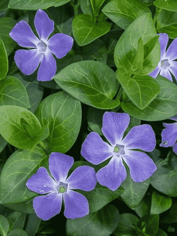 Барвинок большой